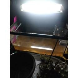 Aquarium met vissen