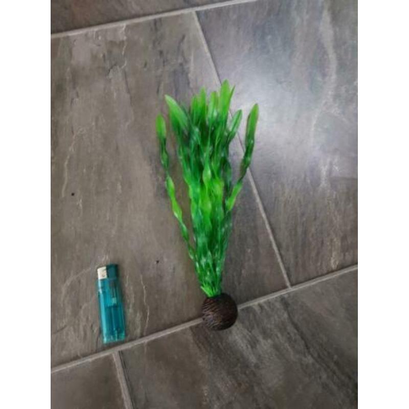 Aquarium decoratie/planten