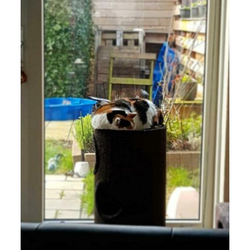 Joy zoekt rustig huis met tuin