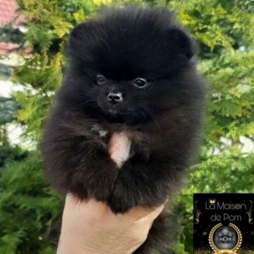 Pomeranian • Pomeriaan • Dwergkees •FCI Stam??•Beer??•Reu??