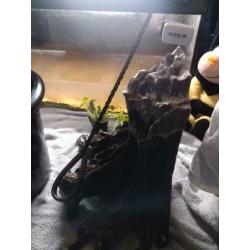 Aquarium met vissen