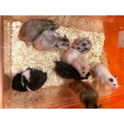 10 x jonge syrische hamster (goudhamster) diverse kleuren