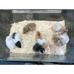 10 x jonge syrische hamster (goudhamster) diverse kleuren