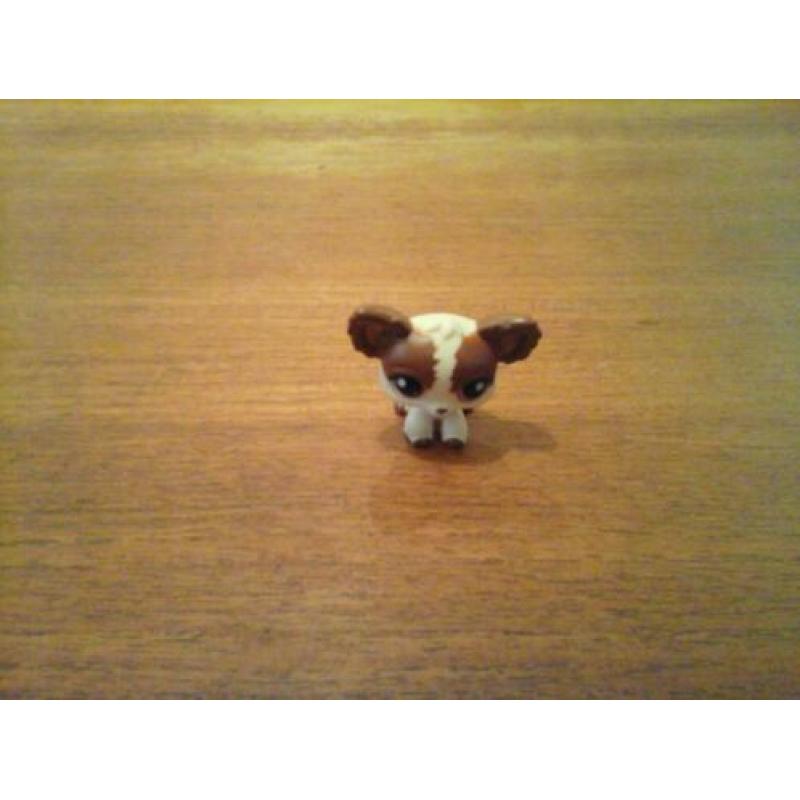 Littlest pet shop chihuahua petshop
