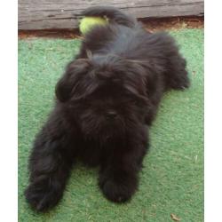 Ervaren raszuivere grove zwarte Shih Tzu dekreu