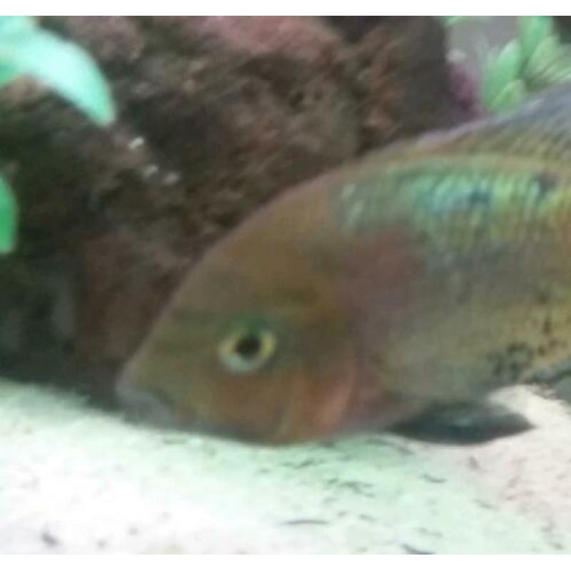 Grote Aquarium steen.