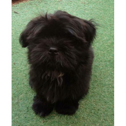 Ervaren raszuivere grove zwarte Shih Tzu dekreu