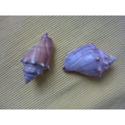 veel verschillende schelpen o.a Coquille Koningsginneschelp