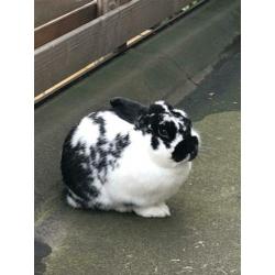 Lief tam konijntje zoekt een nieuw huisje
