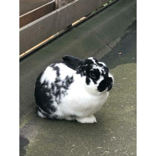 Lief tam konijntje zoekt een nieuw huisje
