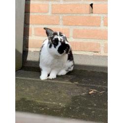 Lief tam konijntje zoekt een nieuw huisje