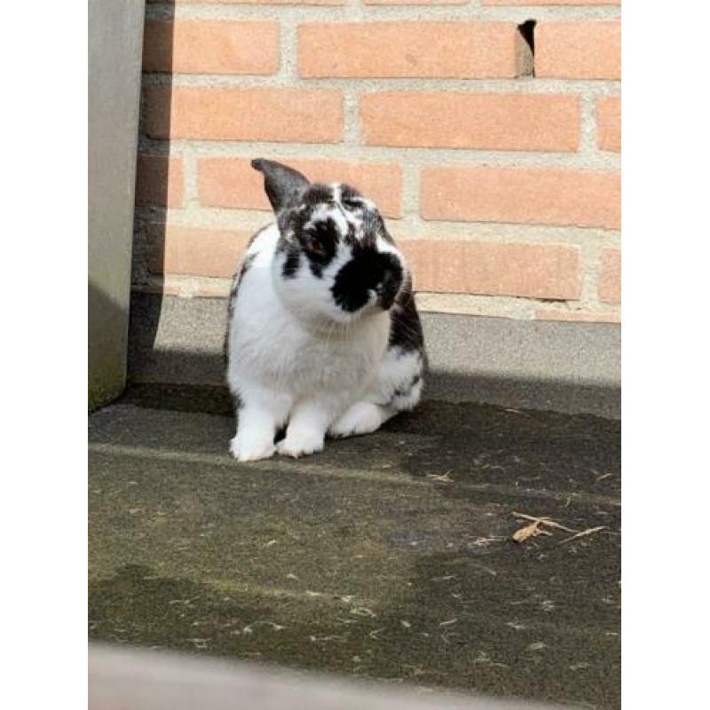 Lief tam konijntje zoekt een nieuw huisje