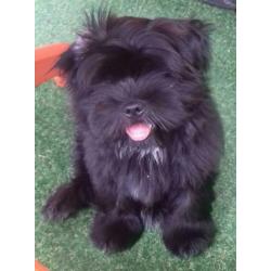 Ervaren raszuivere grove zwarte Shih Tzu dekreu