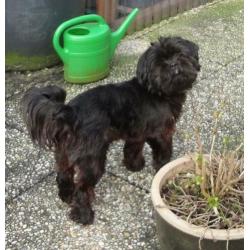 Ervaren raszuivere grove zwarte Shih Tzu dekreu