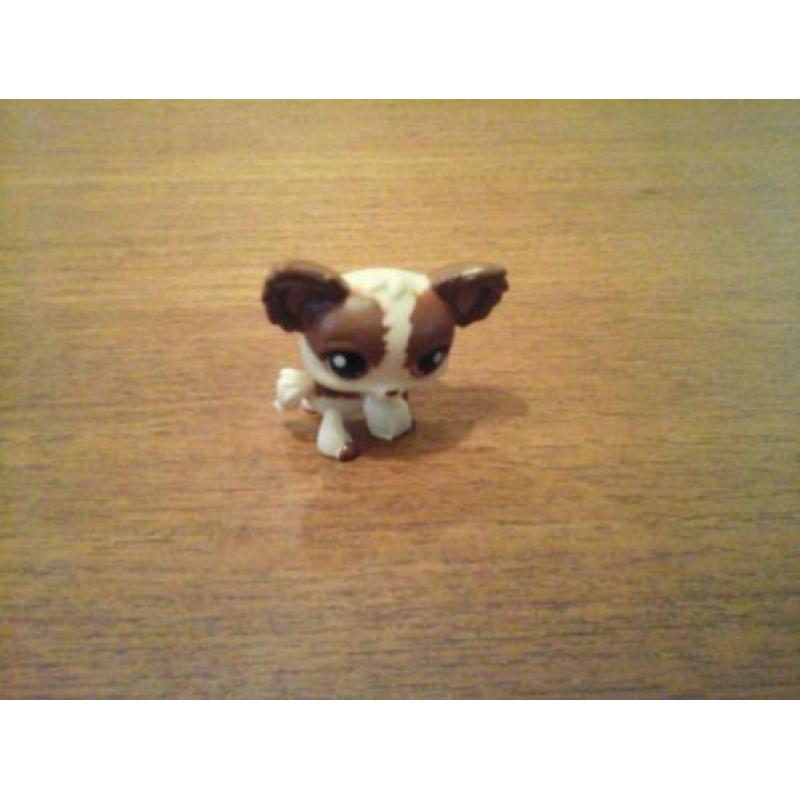 Littlest pet shop chihuahua petshop