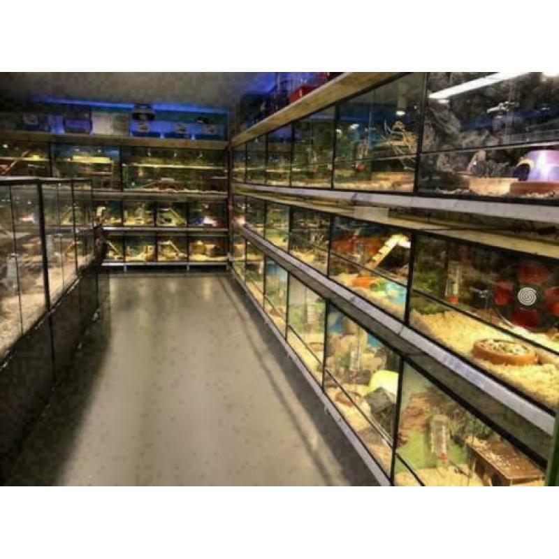 10 x jonge syrische hamster (goudhamster) diverse kleuren