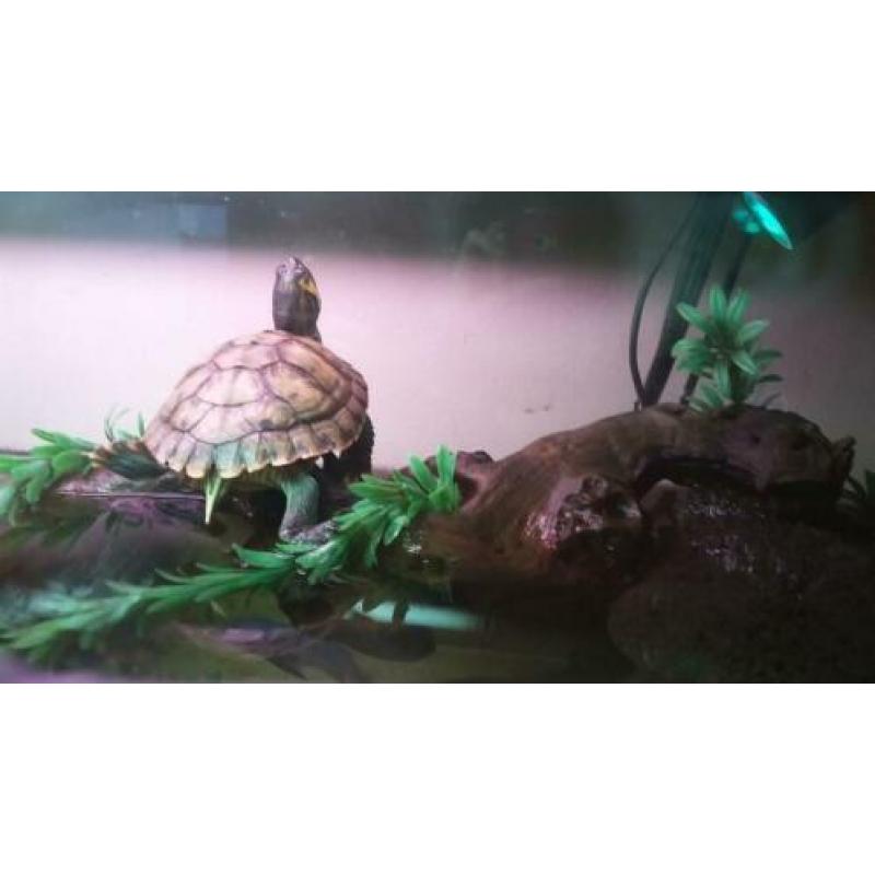 Grote Aquarium steen.