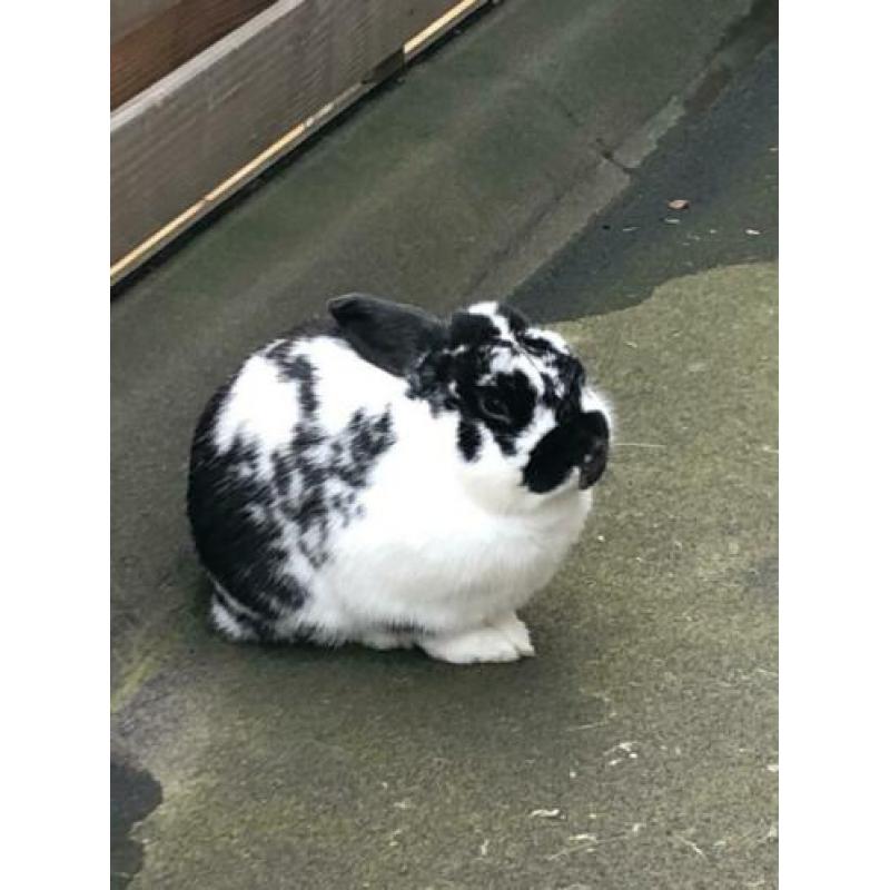 Lief tam konijntje zoekt een nieuw huisje