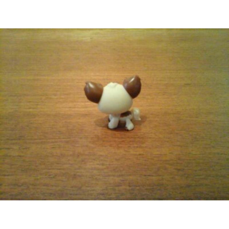 Littlest pet shop chihuahua petshop