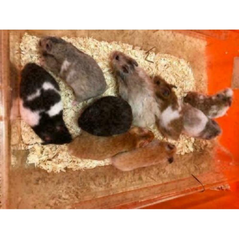 10 x jonge syrische hamster (goudhamster) diverse kleuren