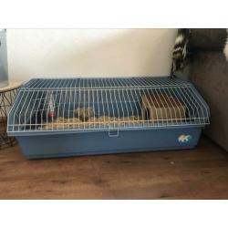 Twee 8 weken oude Cavia’s incl. kooi en toebehoren