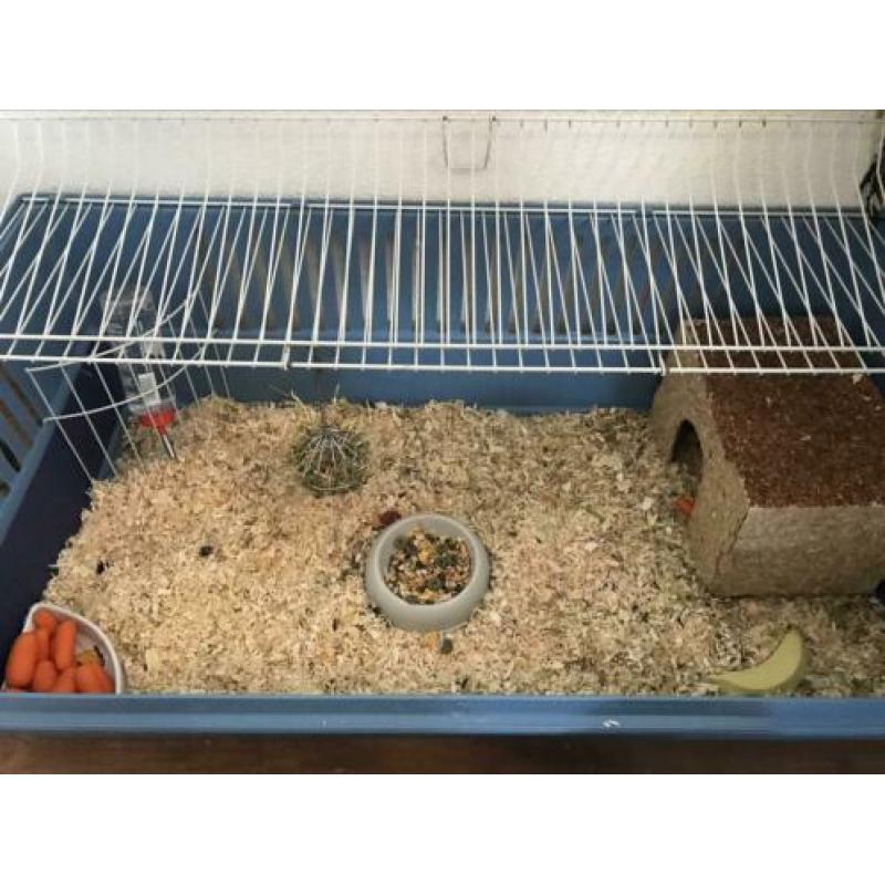 Twee 8 weken oude Cavia’s incl. kooi en toebehoren