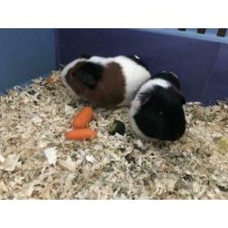 Twee 8 weken oude Cavia’s incl. kooi en toebehoren