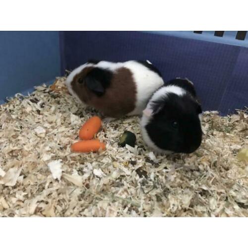 Twee 8 weken oude Cavia’s incl. kooi en toebehoren