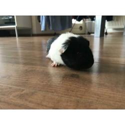Twee 8 weken oude Cavia’s incl. kooi en toebehoren