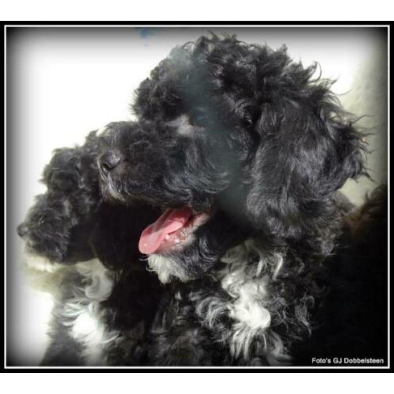 Boomer x Poedel kruising pups. +/- 35cm
