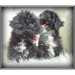 Boomer x Poedel kruising pups. +/- 35cm