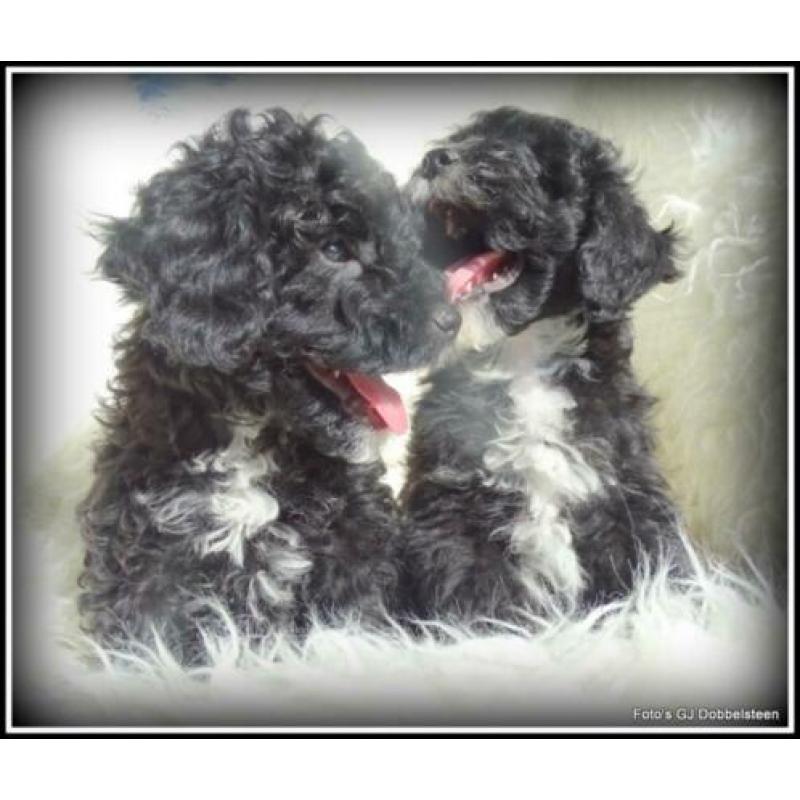 Boomer x Poedel kruising pups. +/- 35cm