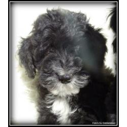 Boomer x Poedel kruising pups. +/- 35cm