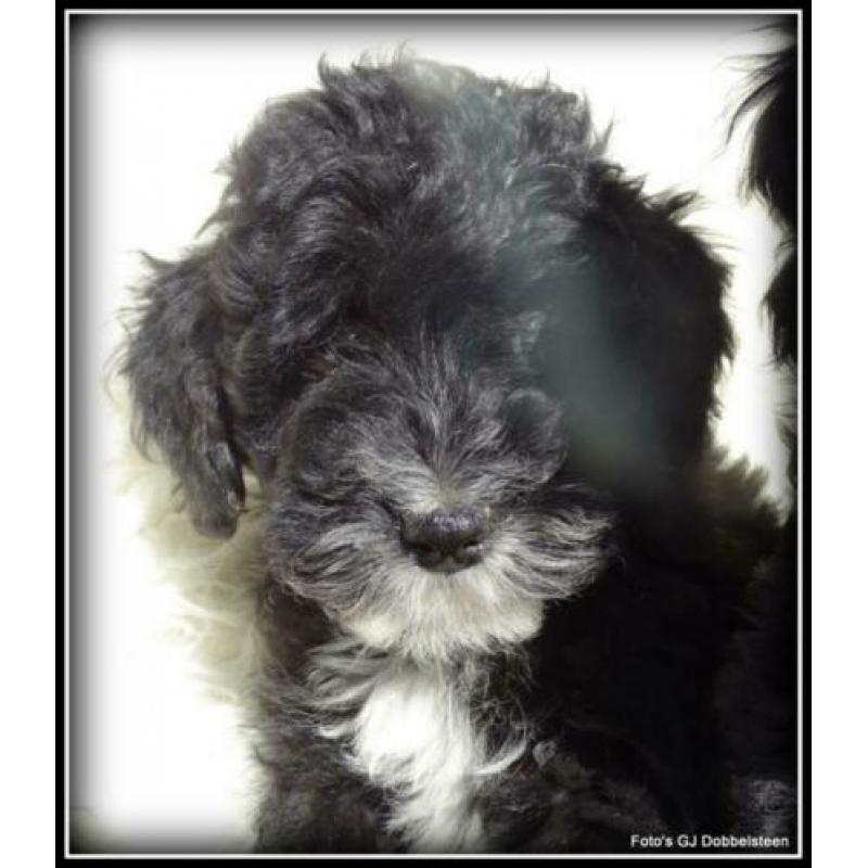 Boomer x Poedel kruising pups. +/- 35cm