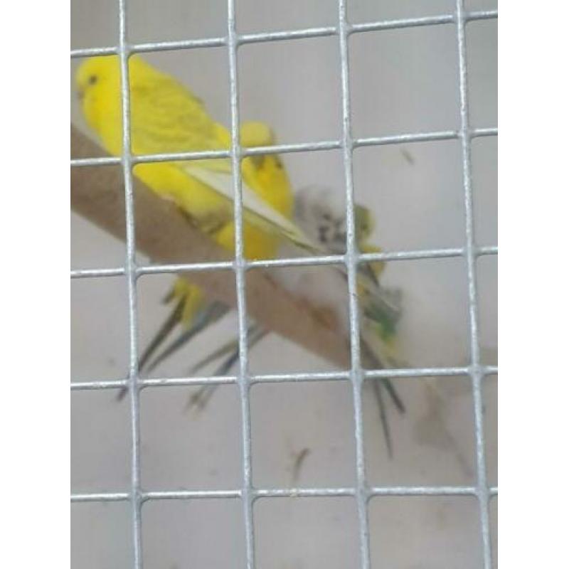 Te koop 20 Texas clearebody parkieten