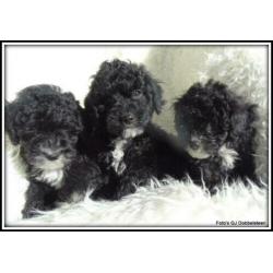 Boomer x Poedel kruising pups. +/- 35cm