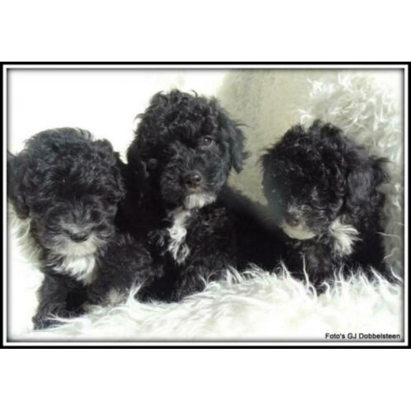 Boomer x Poedel kruising pups. +/- 35cm