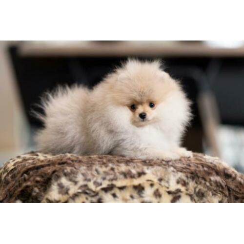 Pomeriaan ( dwergkees ) pup FCI Stamboom