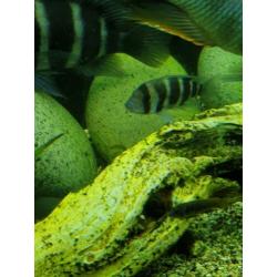 Te koop 5 frontosa burundi s