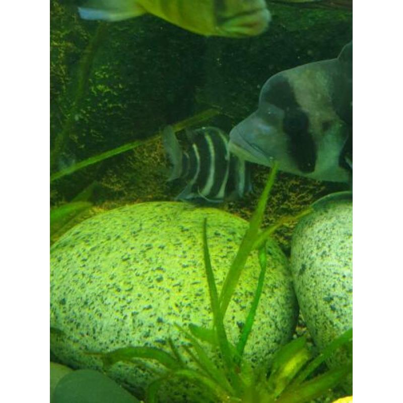 Te koop 5 frontosa burundi s