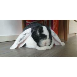 Lief koppel duitse reus + hangoor