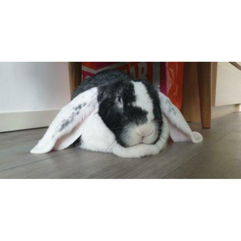 Lief koppel duitse reus + hangoor
