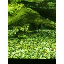 Te koop 5 frontosa burundi s