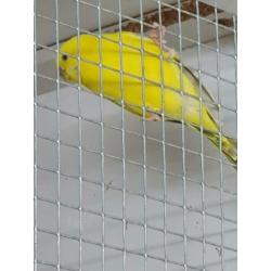 Te koop 20 Texas clearebody parkieten