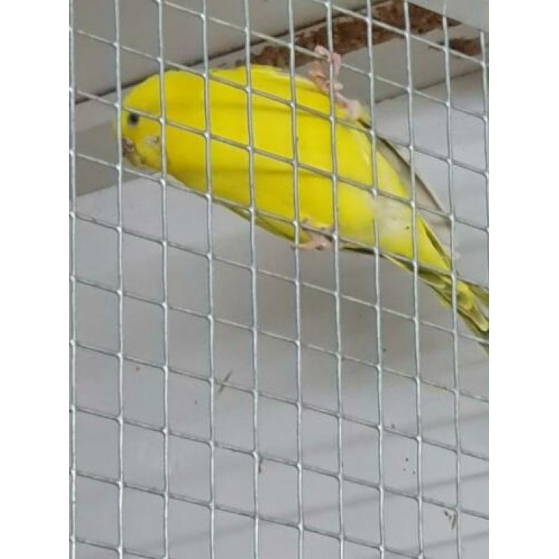 Te koop 20 Texas clearebody parkieten