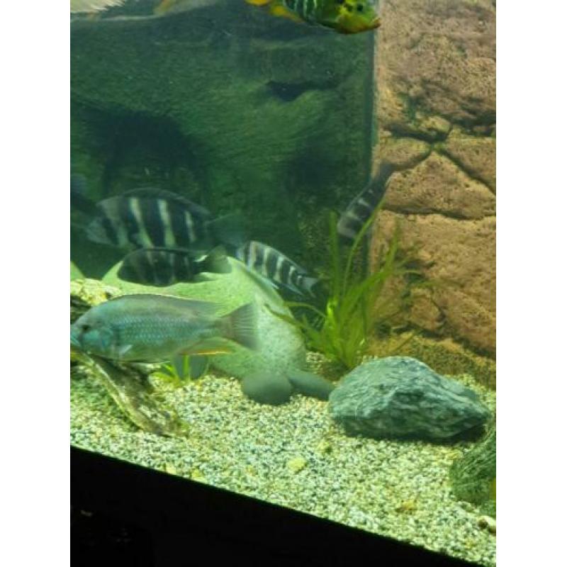 Te koop 5 frontosa burundi s