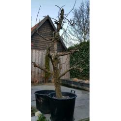 Oude perenboom