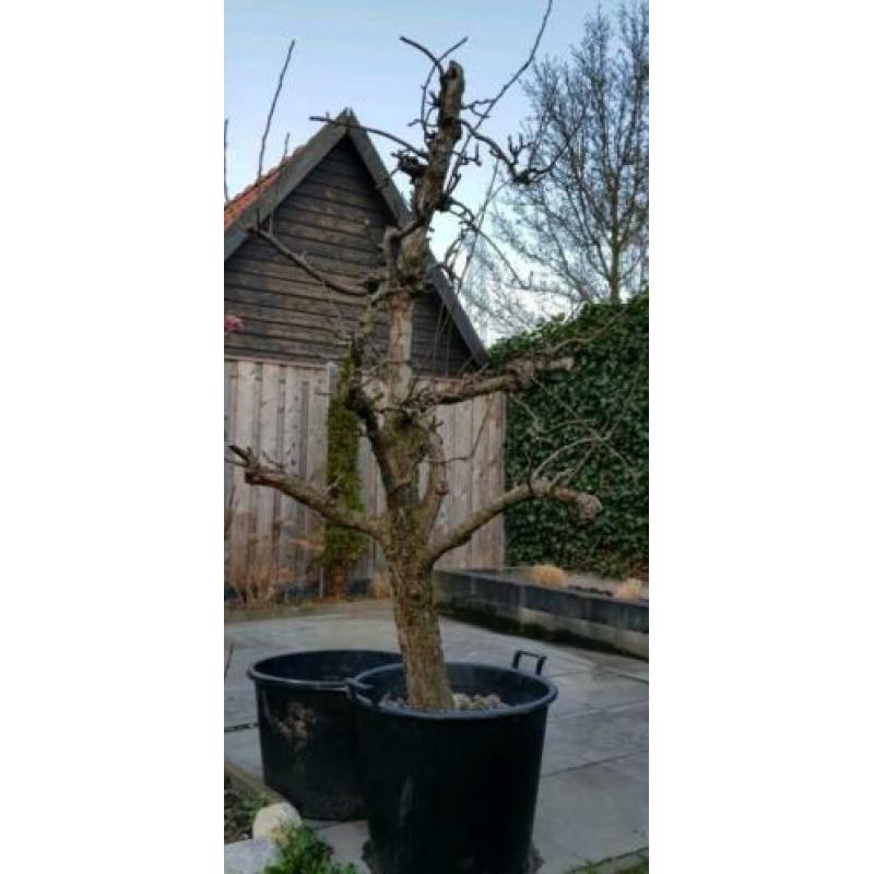 Oude perenboom