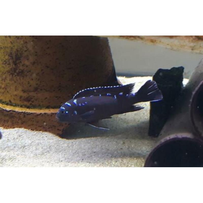 Malawi cichliden: Pseudotropheus elongatus Neon spot F1