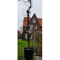 Oude perenboom
